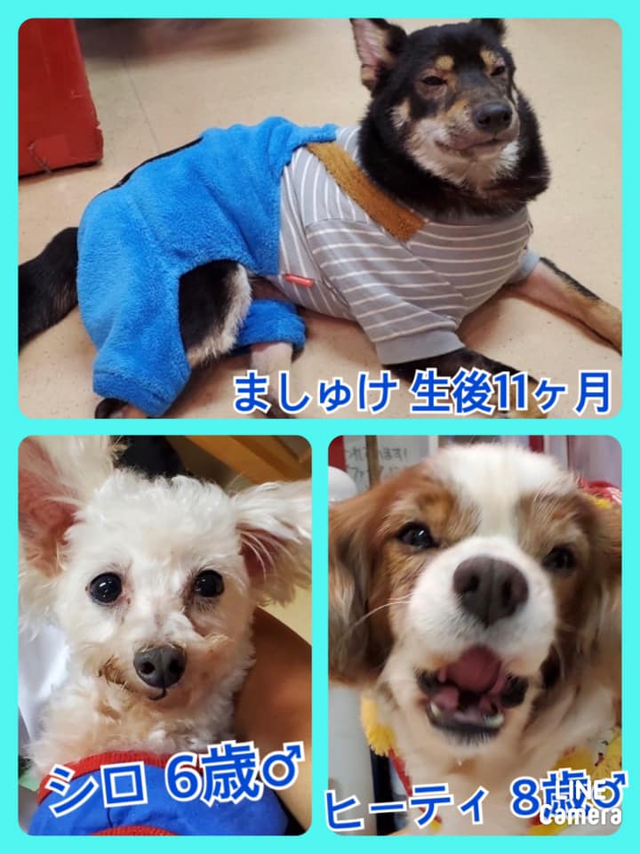 🐾今日の里親様募集中ワンコ🐶メンバーです🐾2020,10,9